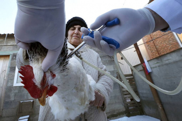 За август в мире зарегистрировано более 300 очагов гриппа птиц